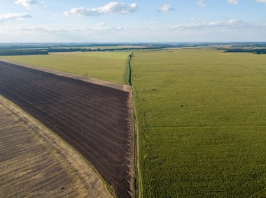 Hava aracı görüntüsü. Bir yaz gününde Ukrayna yeşil mısır tarlası.