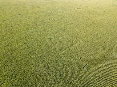Hava aracı görüntüsü. Bir yaz gününde Ukrayna yeşil mısır tarlası.