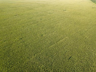 Hava aracı görüntüsü. Bir yaz gününde Ukrayna yeşil mısır tarlası.