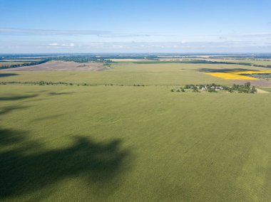 Hava aracı görüntüsü. Bir yaz gününde Ukrayna yeşil mısır tarlası.