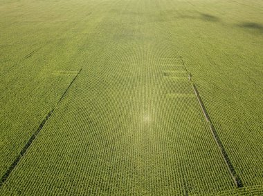 Hava aracı görüntüsü. Bir yaz gününde Ukrayna yeşil mısır tarlası.