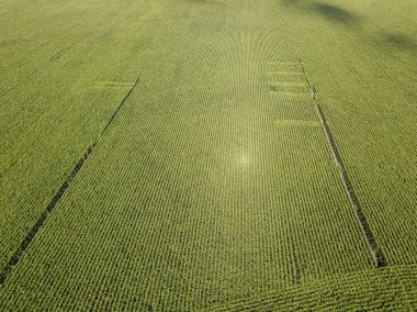 Hava aracı görüntüsü. Bir yaz gününde Ukrayna yeşil mısır tarlası.