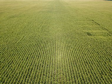 Hava aracı görüntüsü. Bir yaz gününde Ukrayna yeşil mısır tarlası.
