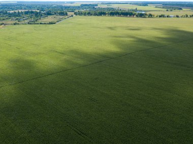 Hava aracı görüntüsü. Bir yaz gününde Ukrayna yeşil mısır tarlası.