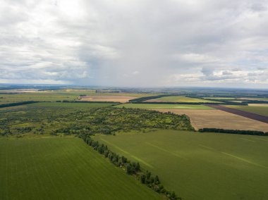 Hava aracı görüntüsü. Bir yaz gününde Ukrayna yeşil mısır tarlası.