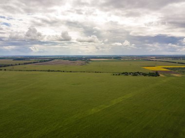 Hava aracı görüntüsü. Bir yaz gününde Ukrayna yeşil mısır tarlası.