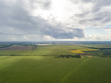 Hava aracı görüntüsü. Bir yaz gününde Ukrayna yeşil mısır tarlası.
