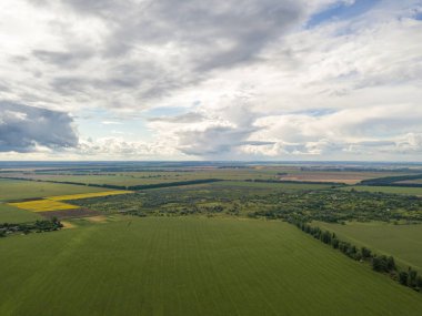 Hava aracı görüntüsü. Bir yaz gününde Ukrayna yeşil mısır tarlası.