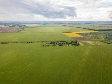 Hava aracı görüntüsü. Bir yaz gününde Ukrayna yeşil mısır tarlası.