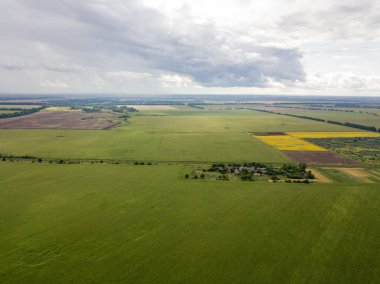 Hava aracı görüntüsü. Bir yaz gününde Ukrayna yeşil mısır tarlası.