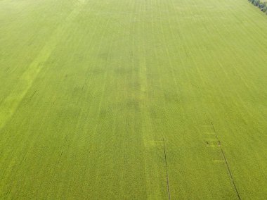 Hava aracı görüntüsü. Bir yaz gününde Ukrayna yeşil mısır tarlası.