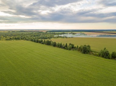 Hava aracı görüntüsü. Bir yaz gününde Ukrayna yeşil mısır tarlası.