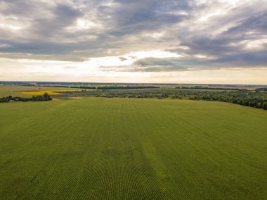 Hava aracı görüntüsü. Bir yaz gününde Ukrayna yeşil mısır tarlası.