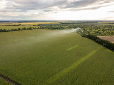 Hava aracı görüntüsü. Bir yaz gününde Ukrayna yeşil mısır tarlası.