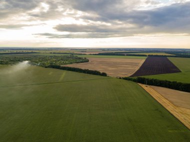 Hava aracı görüntüsü. Bir yaz gününde Ukrayna yeşil mısır tarlası.