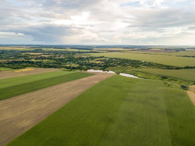 Hava aracı görüntüsü. Bir yaz gününde Ukrayna yeşil mısır tarlası.