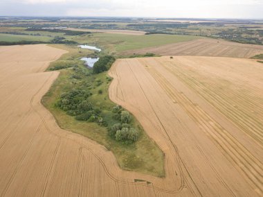 Ukrayna buğday tarlası. Hava aracı görünümü.
