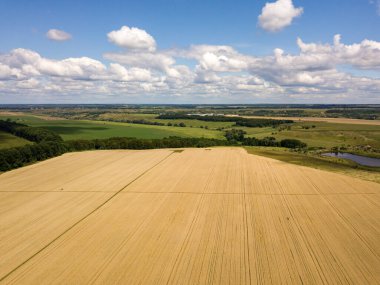 Ukrayna buğday tarlası. Hava aracı görünümü.