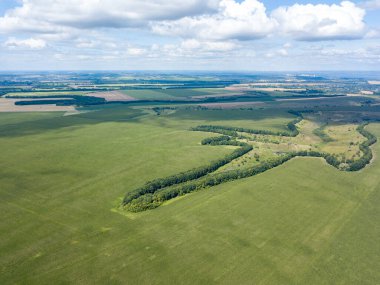 Hava aracı görüntüsü. Bir yaz gününde Ukrayna yeşil mısır tarlası.