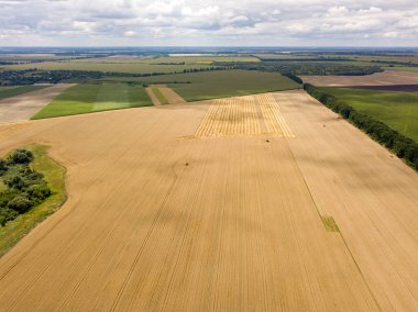 Ukrayna buğday tarlası. Hava aracı görünümü.