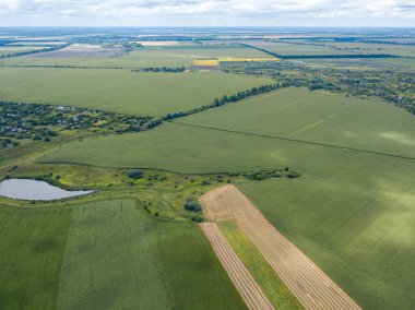 Hava aracı görüntüsü. Bir yaz gününde Ukrayna yeşil mısır tarlası.