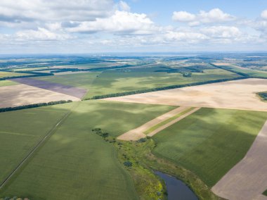 Hava aracı görüntüsü. Bir yaz gününde Ukrayna yeşil mısır tarlası.