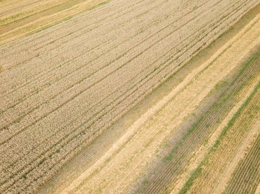 Ukrayna buğday tarlası. Hava aracı görünümü.