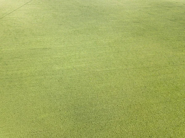 Hava aracı görüntüsü. Bir yaz gününde Ukrayna yeşil mısır tarlası.