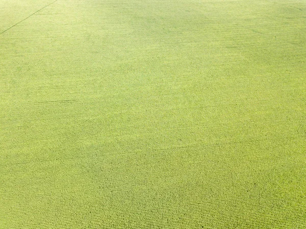 Aerial Drone View Ukrainian Green Corn Field Summer Day — Stock Photo, Image