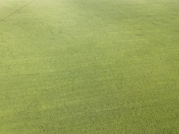 Hava aracı görüntüsü. Bir yaz gününde Ukrayna yeşil mısır tarlası.