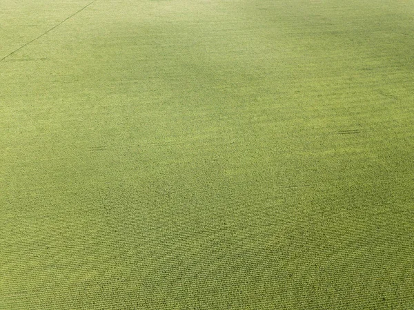 Hava aracı görüntüsü. Bir yaz gününde Ukrayna yeşil mısır tarlası.