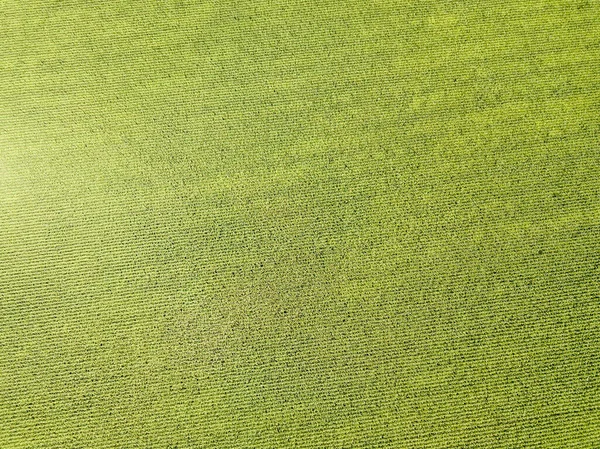 Αεροφωτογραφία Τηλεκατευθυνόμενου Ουκρανικό Πράσινο Χωράφι Καλαμποκιού Μια Καλοκαιρινή Μέρα — Φωτογραφία Αρχείου