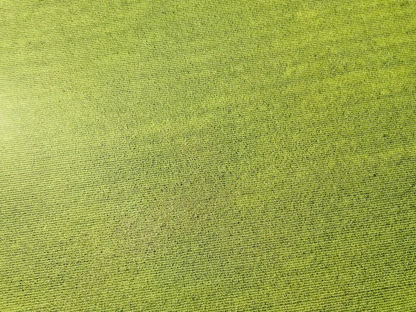 Aerial Drone View Ukrainian Green Corn Field Summer Day — Stock Photo, Image