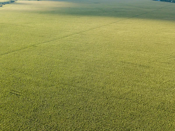 Hava aracı görüntüsü. Bir yaz gününde Ukrayna yeşil mısır tarlası.