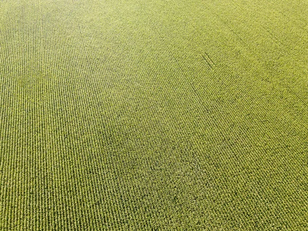 Aerial drone view. Ukrainian green corn field on a summer day.