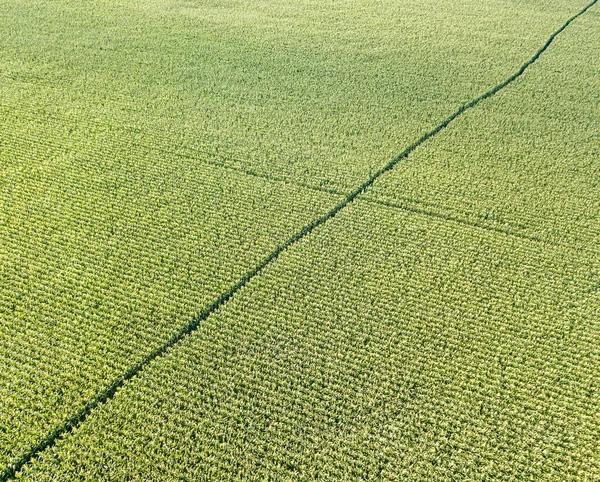 空中ドローンビュー 夏の日にウクライナの緑のトウモロコシ畑 — ストック写真