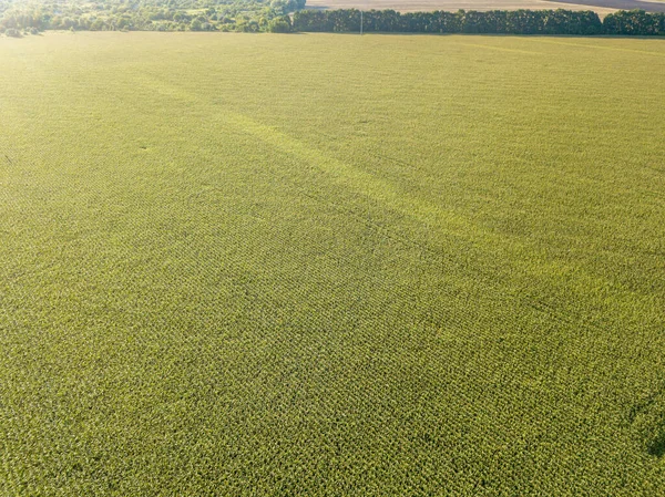 Hava aracı görüntüsü. Bir yaz gününde Ukrayna yeşil mısır tarlası.
