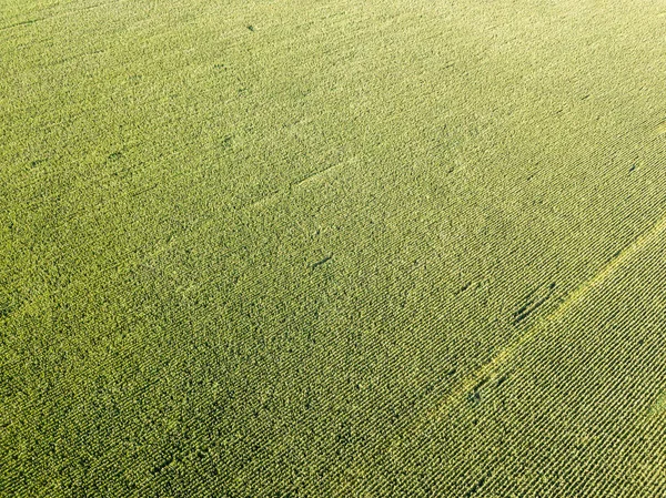 空中ドローンビュー 夏の日にウクライナの緑のトウモロコシ畑 — ストック写真