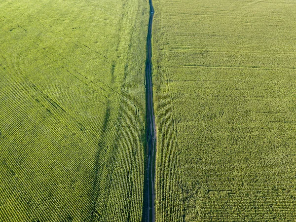 Αεροφωτογραφία Τηλεκατευθυνόμενου Ουκρανικό Πράσινο Χωράφι Καλαμποκιού Μια Καλοκαιρινή Μέρα — Φωτογραφία Αρχείου