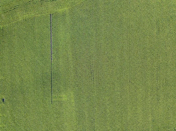 Drohnen Aus Der Luft Ukrainisches Grünes Maisfeld Einem Sommertag — Stockfoto