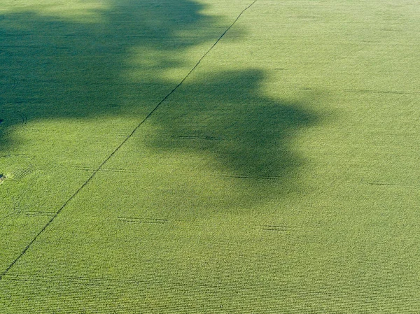 Aerial Drone View Ukrainian Green Corn Field Summer Day — Stock Photo, Image