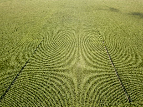Hava aracı görüntüsü. Bir yaz gününde Ukrayna yeşil mısır tarlası.