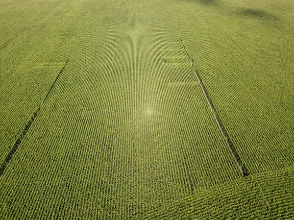 Hava aracı görüntüsü. Bir yaz gününde Ukrayna yeşil mısır tarlası.