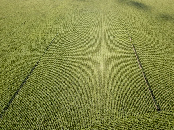 Hava aracı görüntüsü. Bir yaz gününde Ukrayna yeşil mısır tarlası.