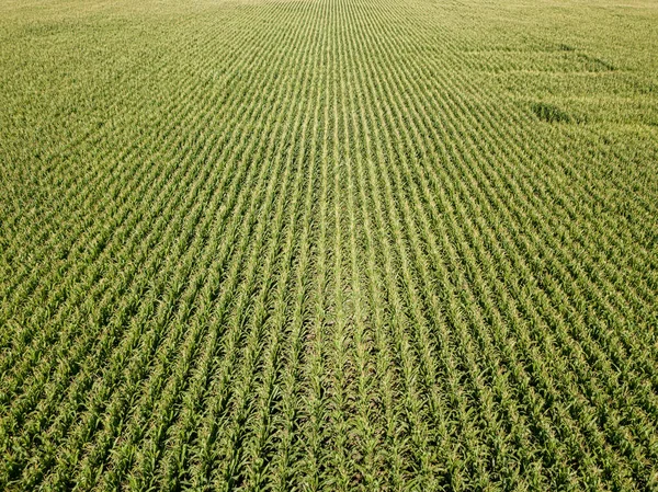 Aerial drone view. Ukrainian green corn field on a summer day.