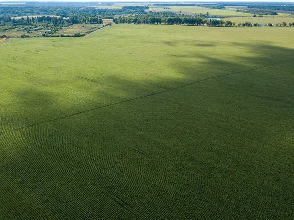 Hava aracı görüntüsü. Bir yaz gününde Ukrayna yeşil mısır tarlası.