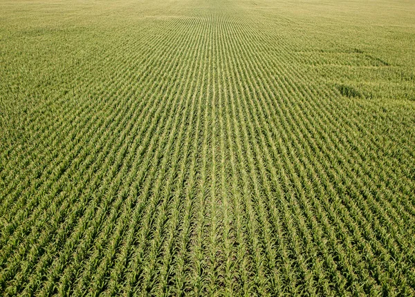 Hava aracı görüntüsü. Bir yaz gününde Ukrayna yeşil mısır tarlası.