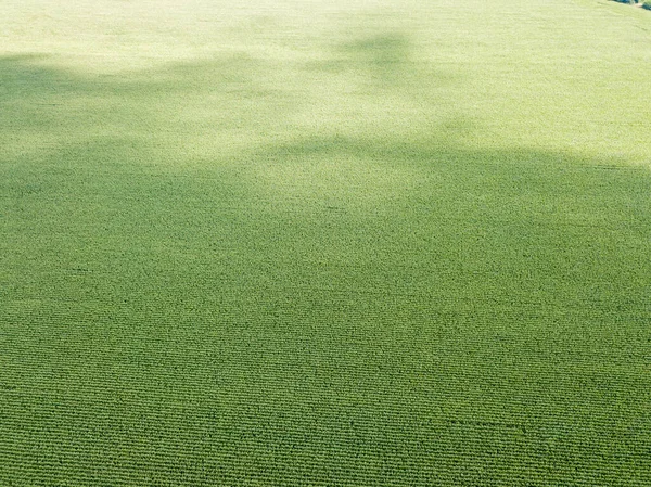 Hava aracı görüntüsü. Bir yaz gününde Ukrayna yeşil mısır tarlası.