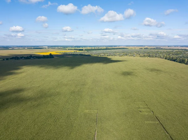 Hava aracı görüntüsü. Bir yaz gününde Ukrayna yeşil mısır tarlası.