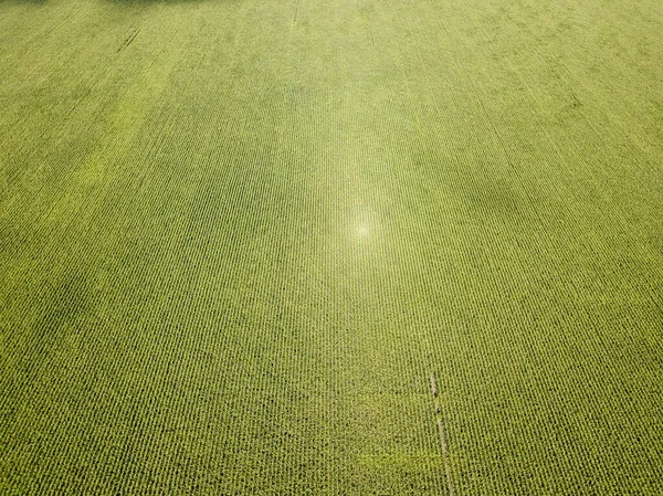 空中无人驾驶飞机视图 夏天的乌克兰绿色玉米地 — 图库照片